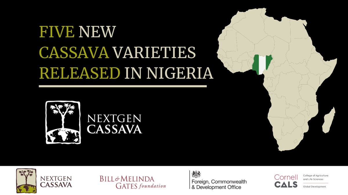 Big news in #Nigeria: Five next generation #cassava varieties just approved for release will deliver promising options for smallholder farmers in resisting cassava diseases and marketing their crops to consumers.

Discover more: nextgencassava.org/2020/12/17/nex…