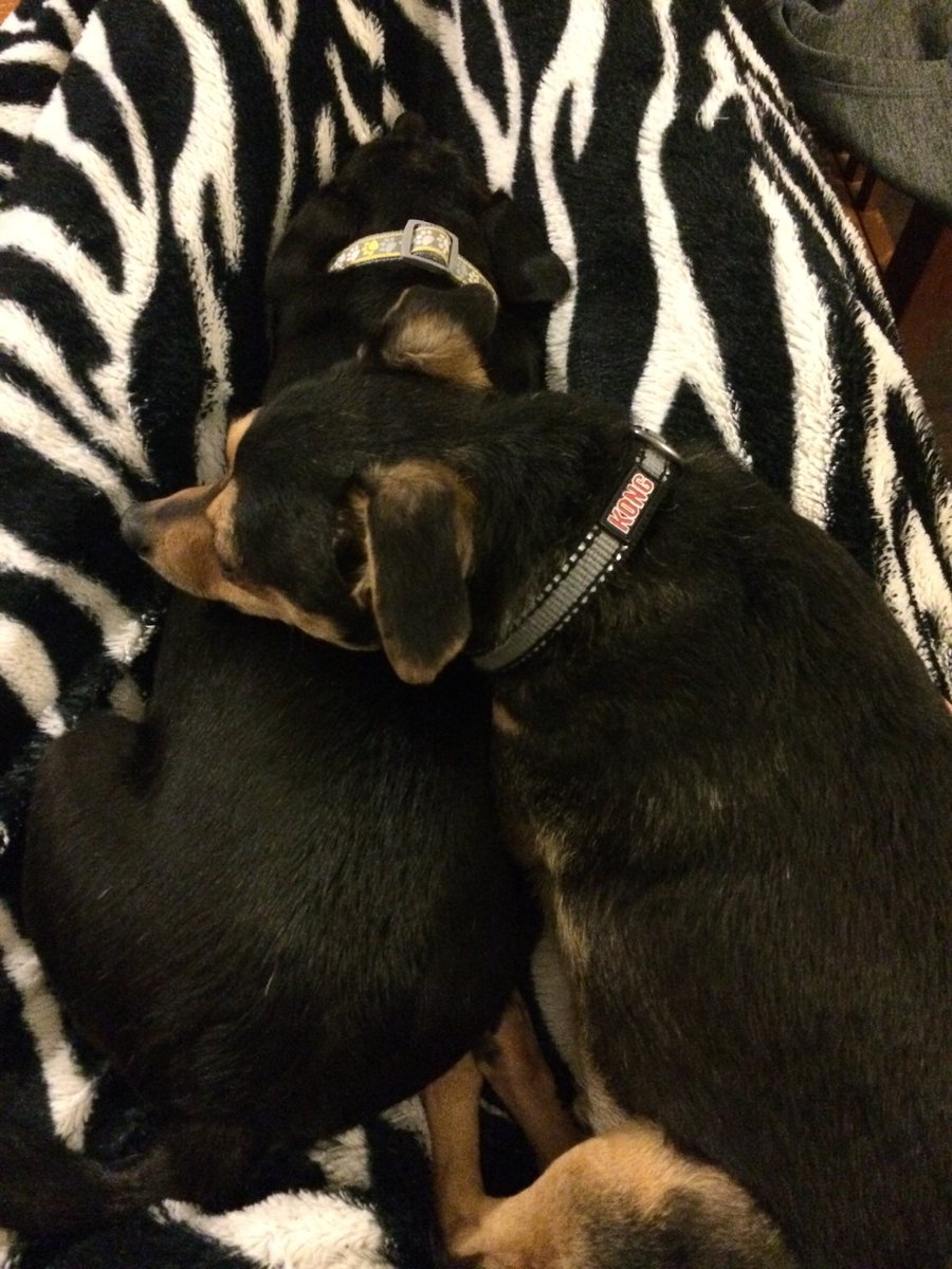 SherlockBuddy's tweet photo. The cuddliest girl their ever was. Always missing you, Sammie Angel 💕
#ThrowbackThursday #Sherlock #dogsoftwitter #ilovemydog #petloss #rainbowbridge #friendsfurever https://t.co/VCa0X1TZOQ