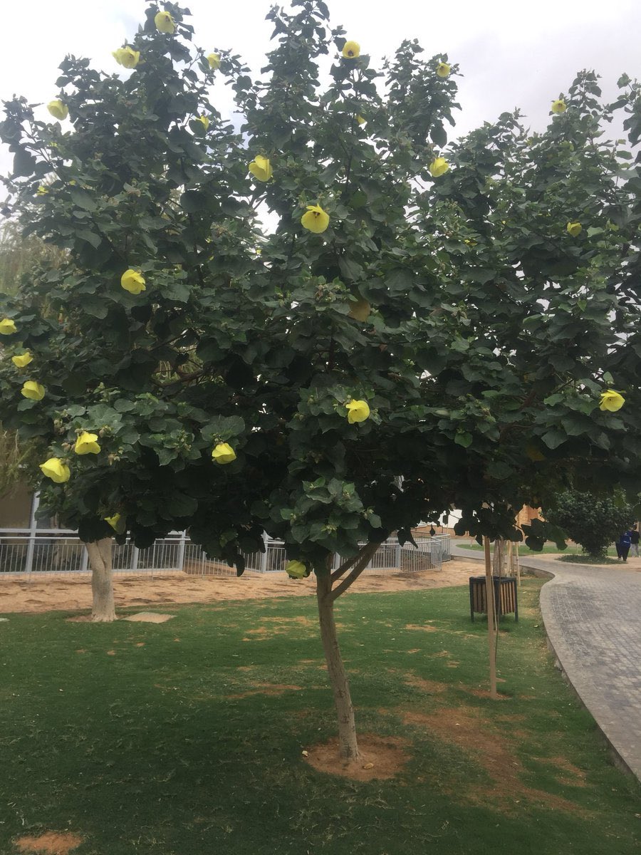 ConstrWorld's tweet photo. ثلاث أشجار 🌲 🌳 أتمنى رؤيتها أم #المنازل ..

١-الخبيز الساحلي ( تسبيسا ).
٢-كاسيا جلوكا.
٣-فتنة ياسمين الهندي. https://t.co/Bd6FmMKRWs
