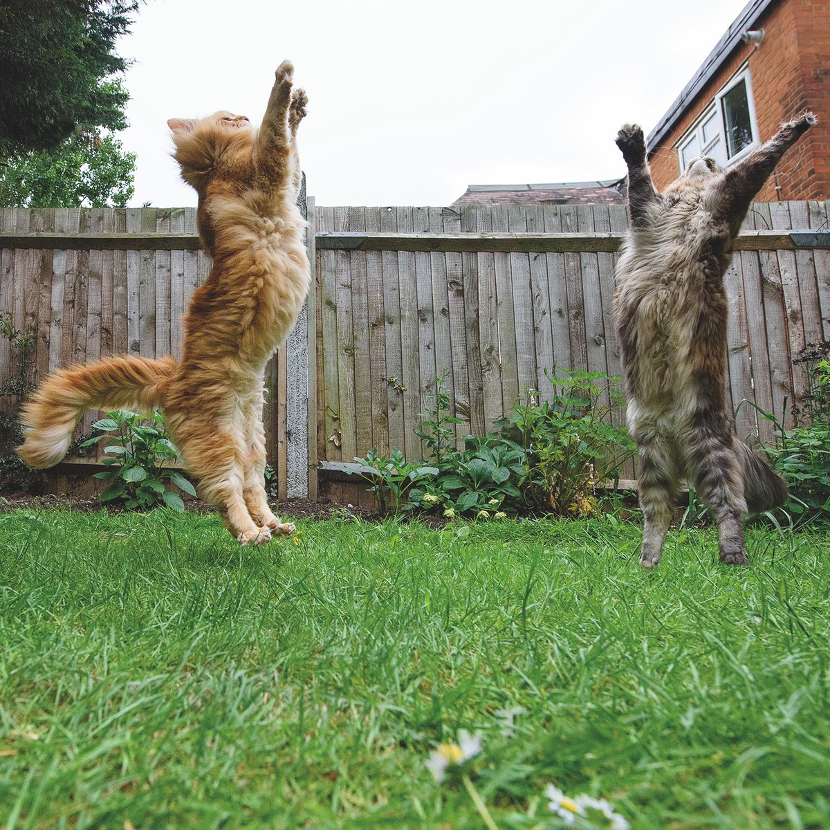 mainecoonlife's tweet photo. “Keep eating Perfect Fit, Apollo, you might jump as I high as me!”
Use code PERFECTFIT30 for 30% off Perfect Fit on ZooPlus through the end of 2020.
Check them out: https://t.co/sXKSJWH9JX
#PerfectFitPartner #KeepThemAmazing #FeedMovePlay https://t.co/CCzvFtNwa5