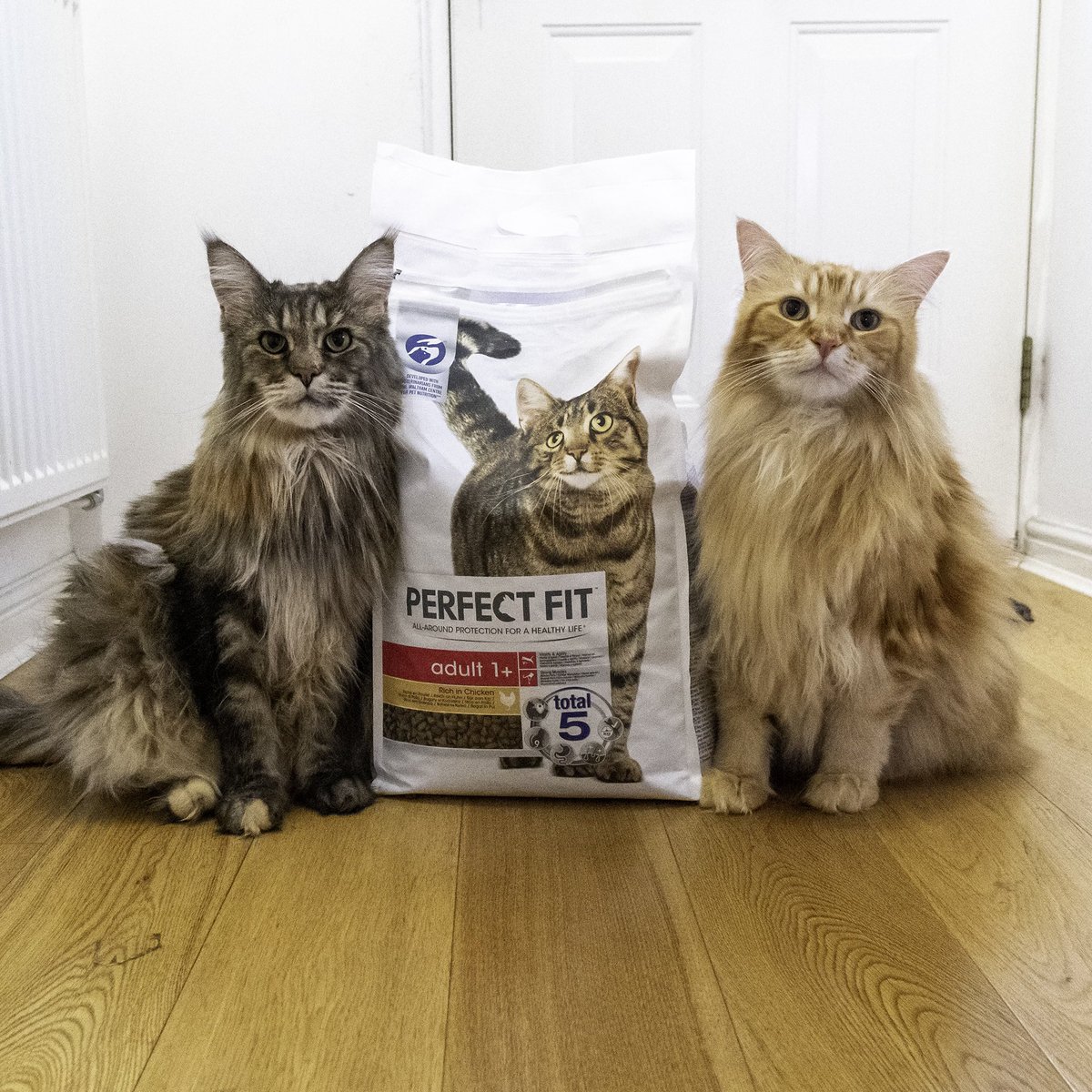 mainecoonlife's tweet photo. “Keep eating Perfect Fit, Apollo, you might jump as I high as me!”
Use code PERFECTFIT30 for 30% off Perfect Fit on ZooPlus through the end of 2020.
Check them out: https://t.co/sXKSJWH9JX
#PerfectFitPartner #KeepThemAmazing #FeedMovePlay https://t.co/CCzvFtNwa5
