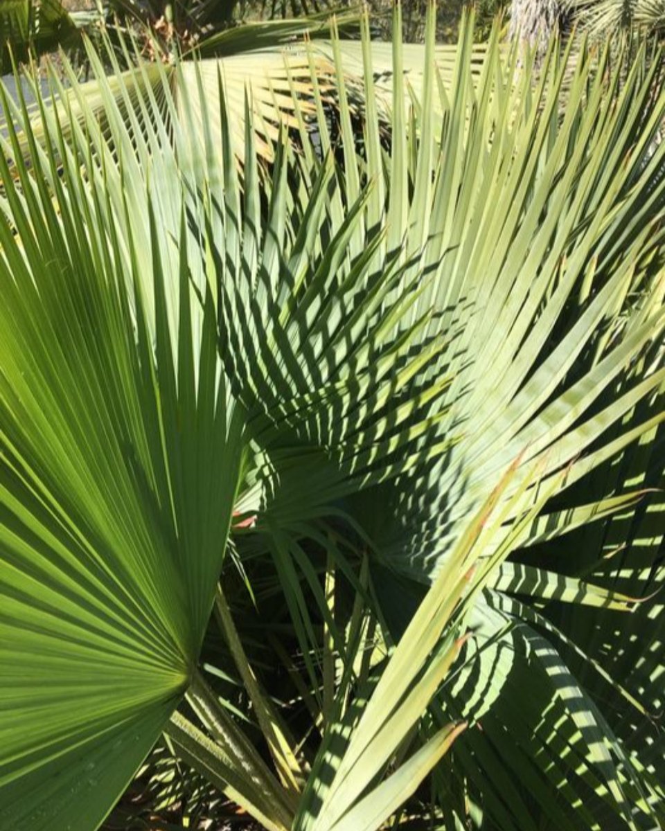 ucbgarden's tweet photo. Leaves of the fan palm, specifically known as the rock palm, Brahea dulcis. This species ranges widely from the US border through northern South America. Look for it in the Cycad and Palm Garden surrounding the Conference Center. - Chris C
#ucbg #fanpalm #rockpalm #brahea https://t.co/lVFZ8wNn5I