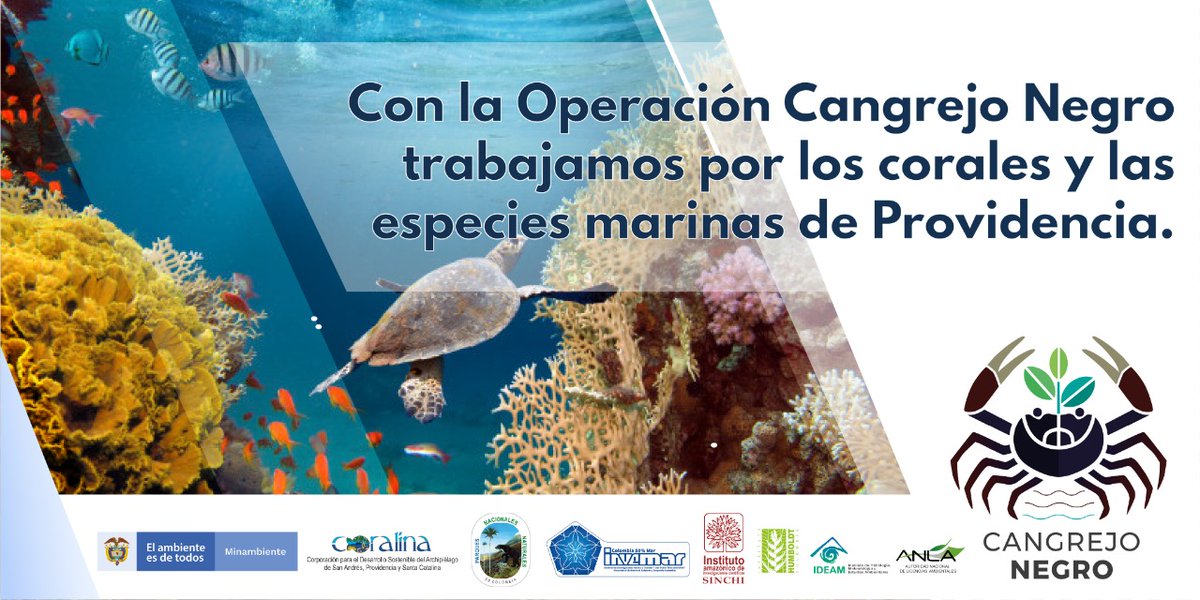 LuisanaRiveiraO's tweet photo. Iota causó mucho daño. Como colombiana celebro que desde @MinAmbienteCo se impulse la recuperación del ecosistema marino de Providencia con la #OperaciónCangrejoNegro 
@CarlosECorreaE https://t.co/dpQNYpC79z
