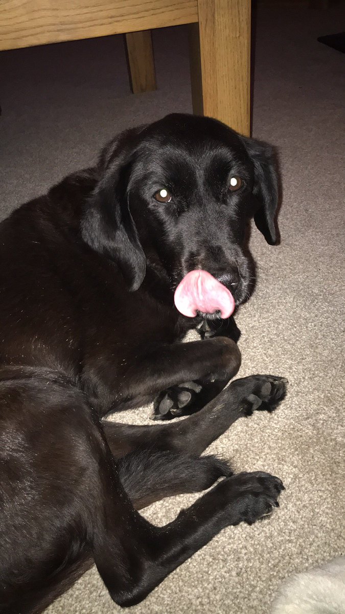CycleKatieLou's tweet photo. Yummy yummy #izzytheblacklab https://t.co/DT63gER0I6