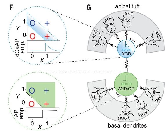 2020 was kicked off by showing that single human cortical dendrites can compute XOR! Take that, artificial neural networks with point neurons!This work led by Albert Gidon demonstrates that biological intelligence has still many tricks up its sleeves. 2/n  https://science.sciencemag.org/content/367/6473/83