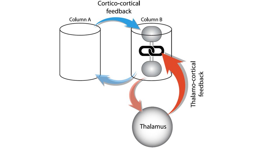 In February came one of the most astonishing discoveries in consciousness research: General anesthesia is like a virtual guillotine that decouples the two parts of pyramidal cells. This discovery was made by Mototaka Suzuki. 3/n  https://www.sciencedirect.com/science/article/pii/S0092867420301057