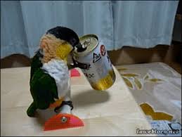birb drink juice; a thread