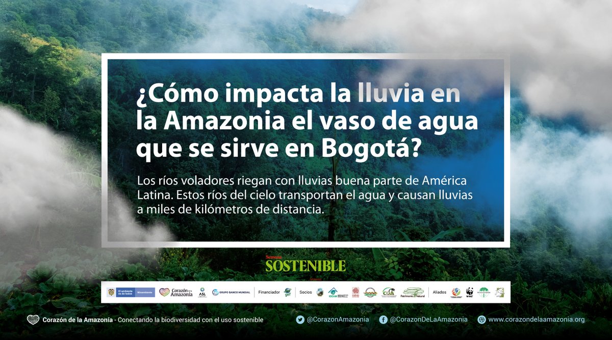 Los ríos voladores riegan con lluvias buena parte de América Latina. Estos ríos del cielo transportan el agua y causan lluvias a miles de kilómetros de distancia. Ver más: sostenibilidad.semana.com/medio-ambiente…