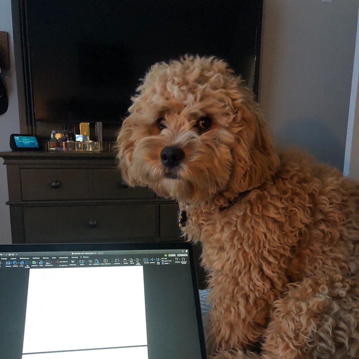 LadyBillingsley's tweet photo. I used to have dreams about working from my bed while my dog cuddles me. #LookAtMeNow https://t.co/9aIZUDCW8q