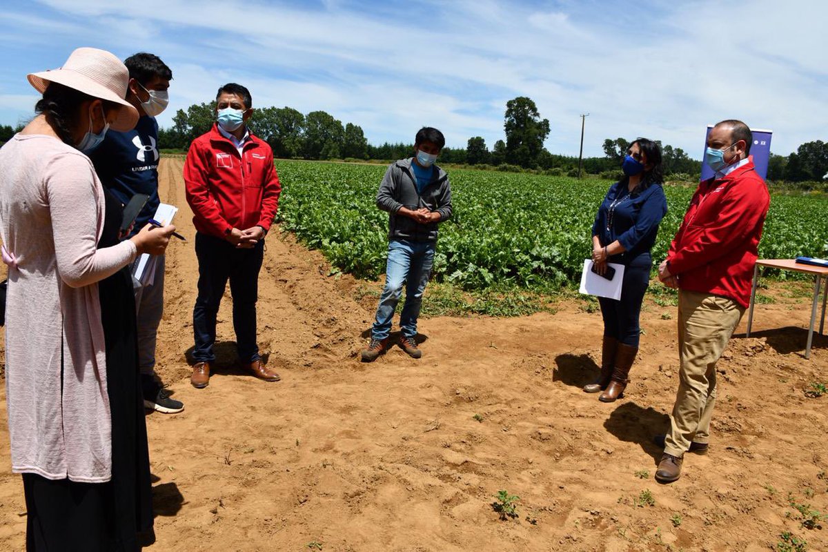 Llegamos a Freire junto a la  <a href="/CONADI_Gob/">CONADI</a> y autoridades, para entregar 800 hectáreas de tierras con riego a jóvenes emprendedores mapuches miembros de la Cooperativa Agrícola El Natre en La #Araucanía. Un ejemplo de #TierrasConDesarrollo con productos de primera calidad.