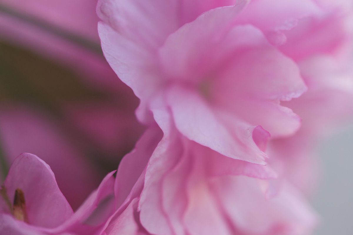 KunalMehraPhoto's tweet photo. The unbearable lightness of being revealed in the colors, moods and shapes of #cherryblossoms #MilanKundera #PortlandSpring #CherryBlossomsMacro
https://t.co/LPRhh9zaLQ https://t.co/MV9i4UgaEA