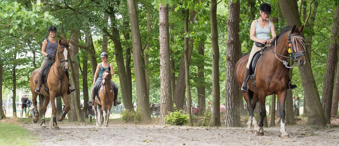 Geen Eper Paarden4daagse in 2021 😢paarden4daagse.nl/news/275/39/Ge…