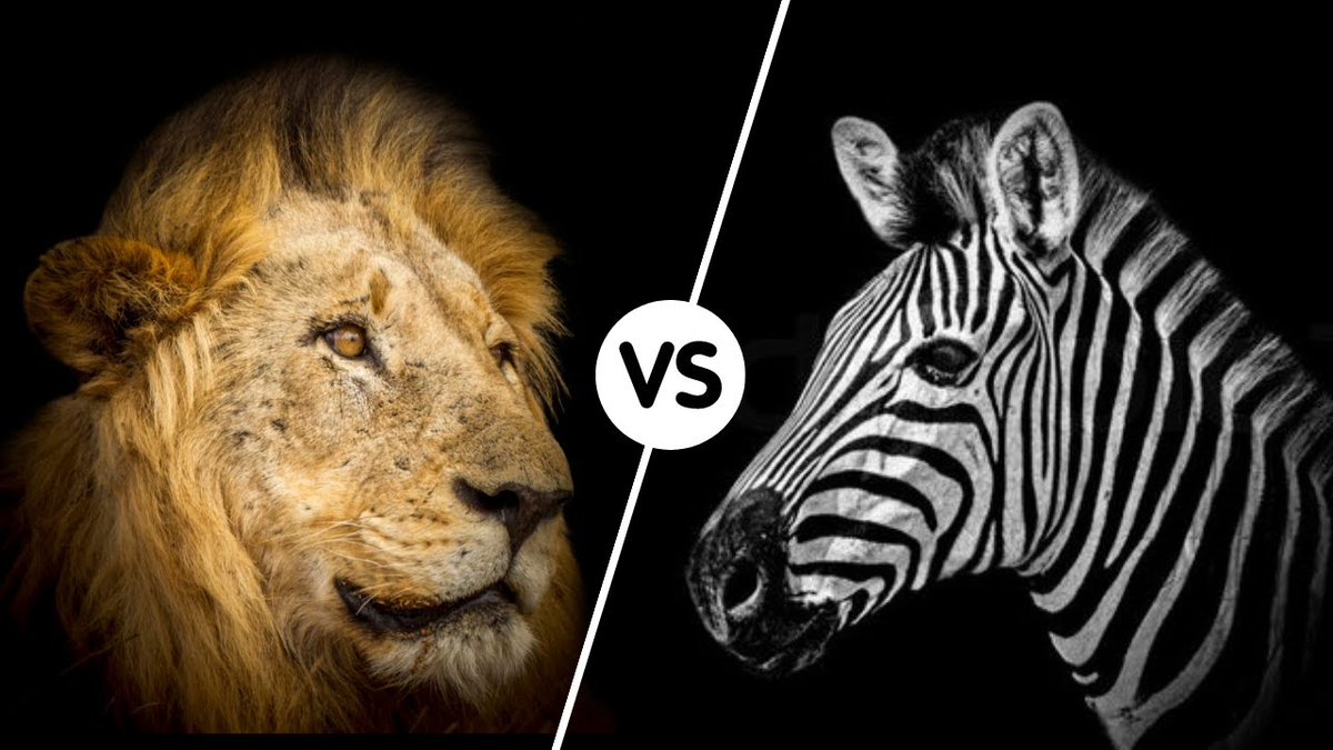 AnimalsReaching's tweet photo. Zebras suffer daily from hunting lions. See in this compilation of lions vs zebras if they can escape these ferocious predators

https://t.co/9E20A39YnI

#Lions #zebras #lionsfighting #lionshunting #savanna #lionvszebras https://t.co/xqjmk2Al0c