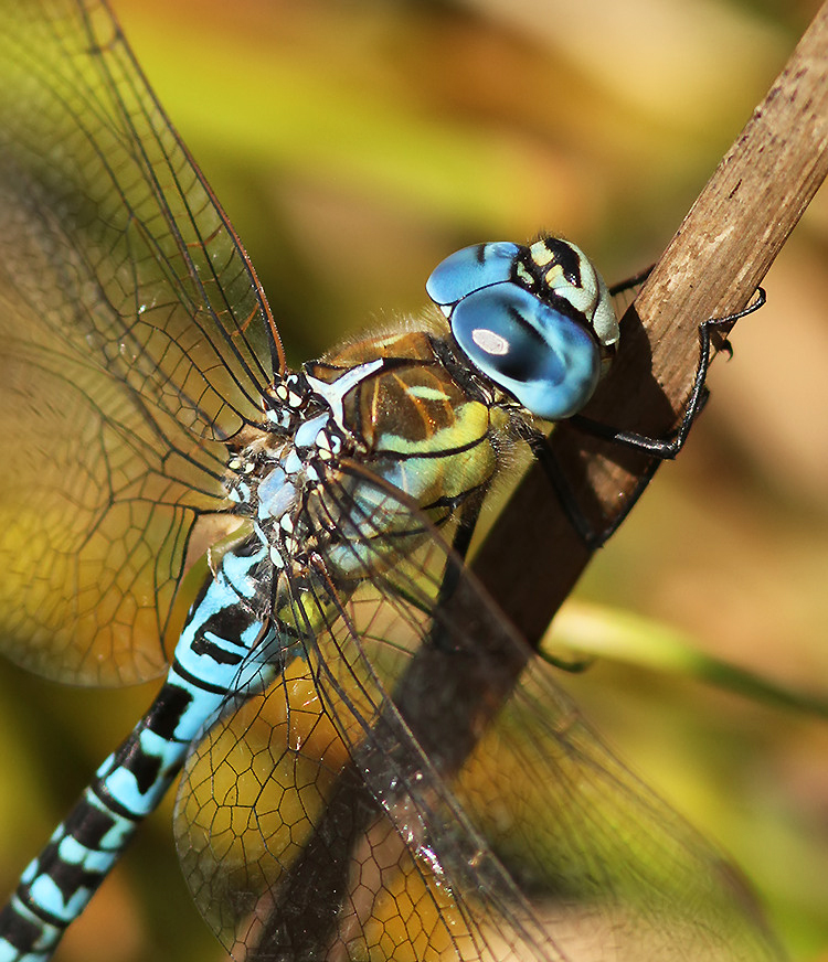 Male Southern Migrant Hawker (Aeshna affinis) up close from July 2020. A feast of colour for the eyes... literally. <a href="/BDSdragonflies/">British Dragonfly Society</a> <a href="/ScotlandBds/">BDS Scotland</a> <a href="/Britnatureguide/">The British Nature Guide</a> <a href="/NatureUK/">NatureUK</a> <a href="/KentWildlife/">Kent Wildlife Trust</a> <a href="/BBCSpringwatch/">BBC Springwatch</a> <a href="/MeganMcCubbin/">Megan McCubbin</a> <a href="/DilgerTV/">Mike Dilger 💚</a> <a href="/WildlifeMag/">BBC Wildlife</a>
