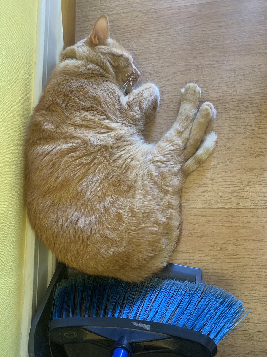 Anetik89's tweet photo. Teniendo camita de gato, camota de mamá, sofá, torre de princess...esta caraja se duerme acá #YoNoMeExplico https://t.co/Sy45MqCjYR