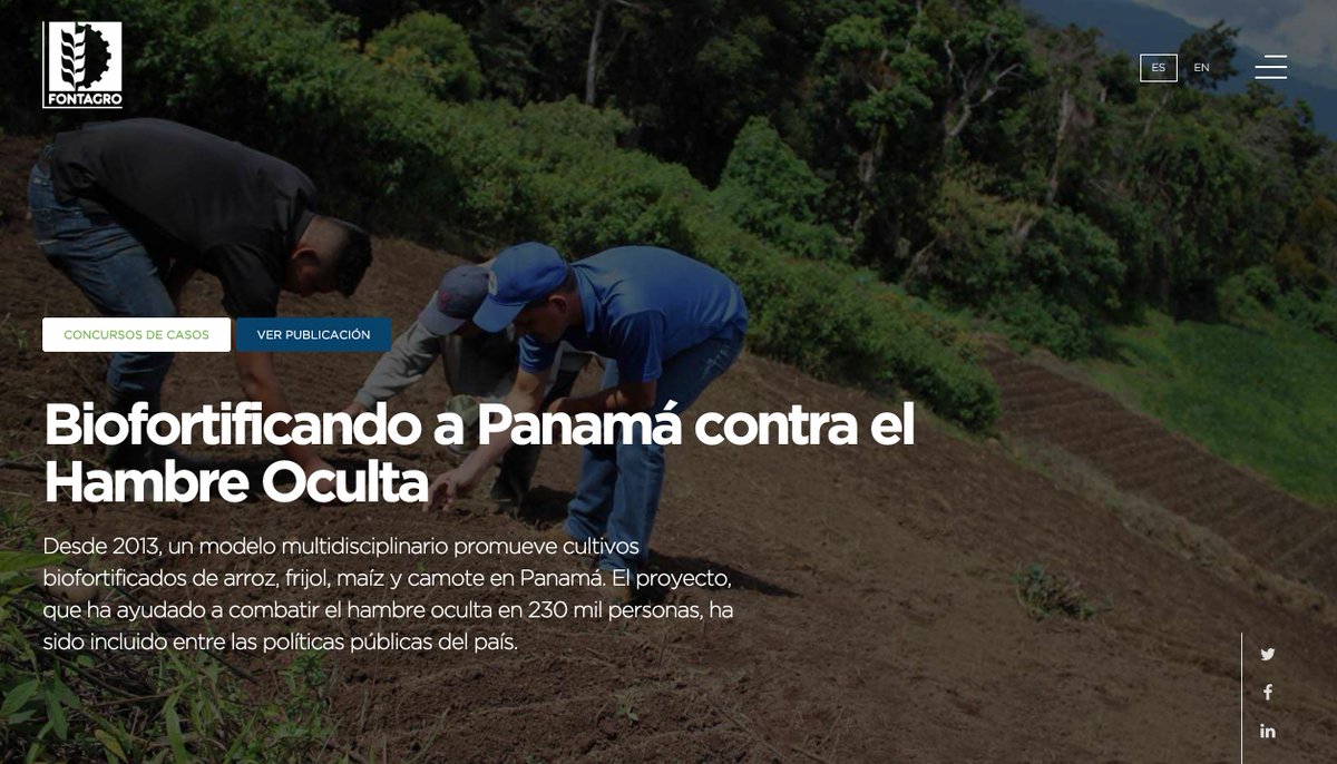 #CasoGanador2 #SomosFONTAGRO
En 2013, AgroNutre comenzó a promover los cultivos de arroz, frijol, maíz y camote biofortificados en comunidades de Panamá.
✔️🌽Hoy, 12.975 agricultores contribuyen a enfrentar la malnutrición de 230 mil personas. <a href="/IDIAP_PA/">IDIAP Panamá</a>