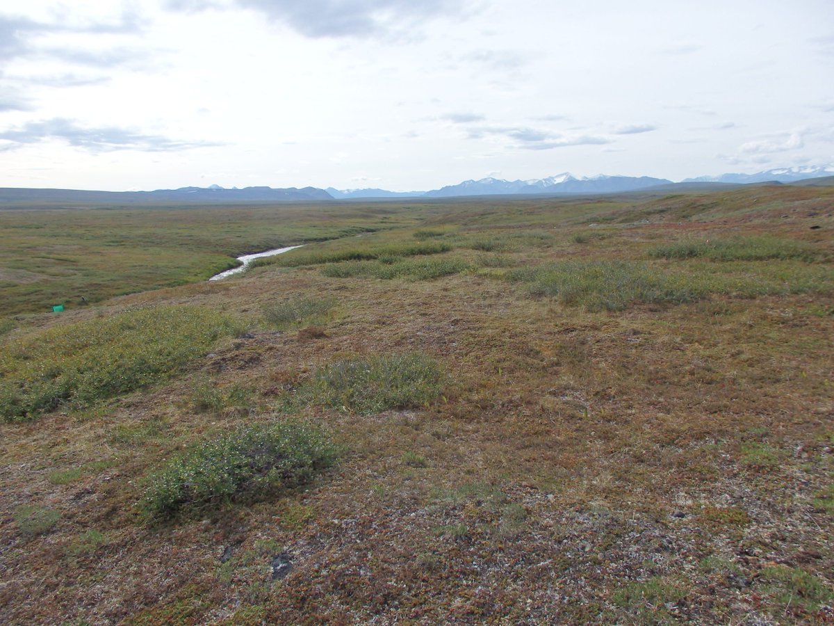 Arctic Today tweet media