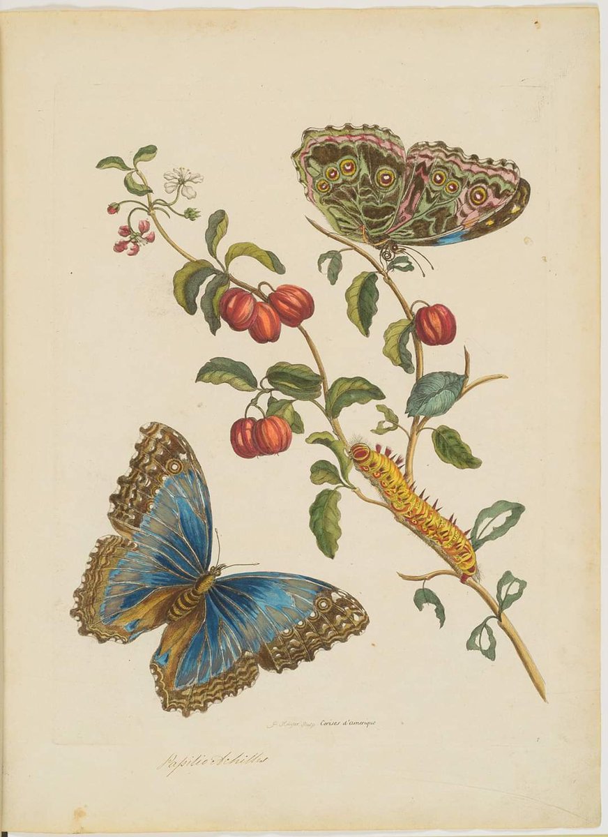 Under the Christmas tree: Tips from Special Collections #Sciencemeetsheritage wur.nl/en/Library/Abo… via <a href="/WUR/">Wageningen U&R</a>