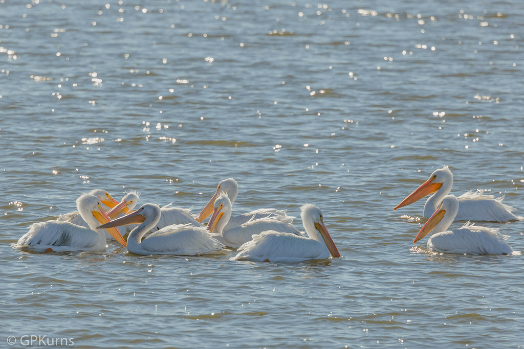 PhotoCal62's tweet image. Sea Gulls Lake Overhoster Oklahoma, my new picture on #Flickr flic.kr/p/2khV4QV #Photography