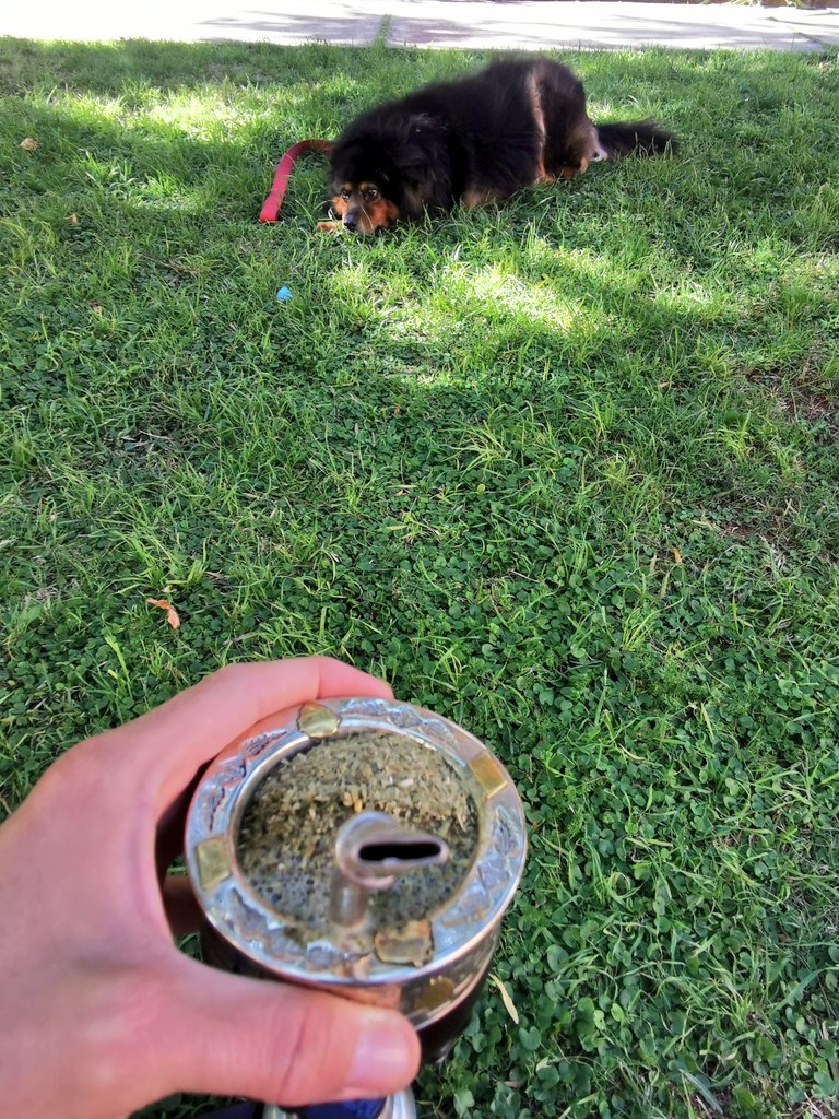 diegodelacurva's tweet photo. Mate recién hecho, pasto y buena compañía.
#SiempreAlTop https://t.co/3y5uXpDGgU