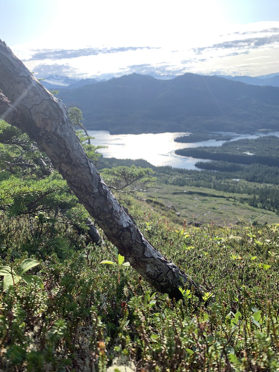 TreStevenson_'s tweet photo. @koostzu These are the 4 best photos I’ve taken in Alaska. can’t decide between them😪 https://t.co/IdEHpYvOel