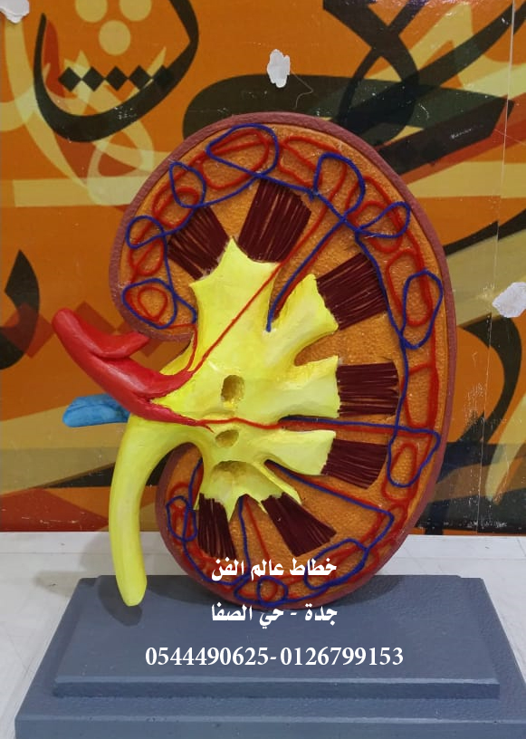 alam_alfn's tweet photo. #تعليم_جدة #مجسمات #فلين 
#مدارس_جدة #رسام #تعليم_جدة #خطاط
#خطاط_عالم_الفن  كل ماهو جديد
0544490625-0126799153 https://t.co/hMLrX84XC3