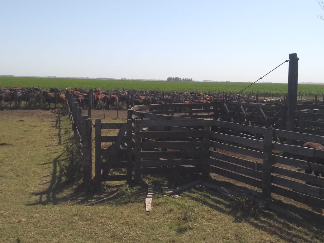 vientonortesa's tweet photo. Hoy iniciamos temporada de entrega de ops de venta a término. En este caso unas terneras de 200 kgs AA negras y coloradas, de la zona de Energía, PBA. que van a la cuenca del Salado a continuar recría, e incorporarse a un rodeo de cría.
#ClientesExigentes https://t.co/OCL7Jj0oIV