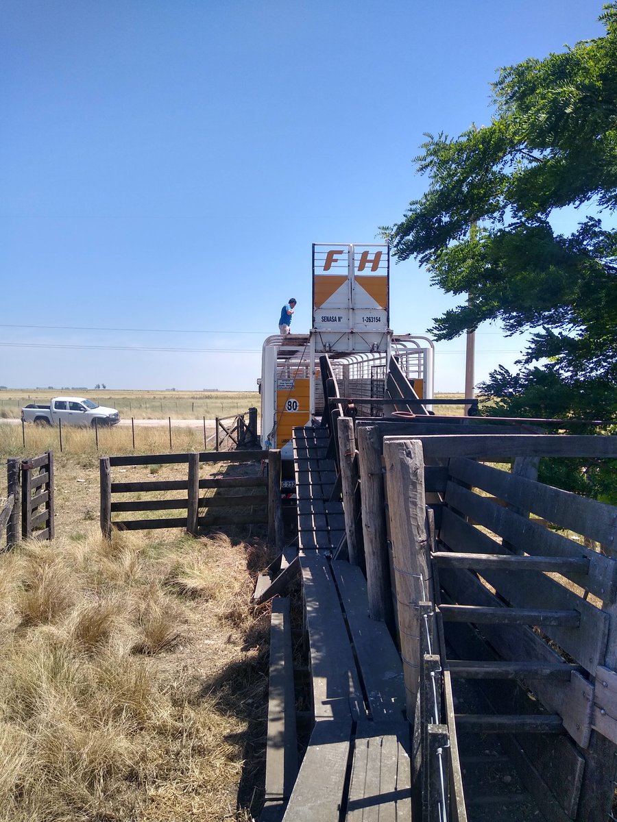 vientonortesa's tweet photo. Hoy iniciamos temporada de entrega de ops de venta a término. En este caso unas terneras de 200 kgs AA negras y coloradas, de la zona de Energía, PBA. que van a la cuenca del Salado a continuar recría, e incorporarse a un rodeo de cría.
#ClientesExigentes https://t.co/OCL7Jj0oIV