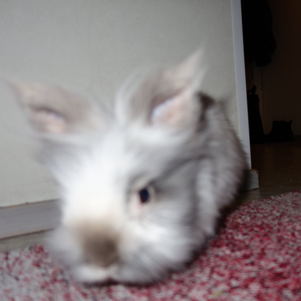 Kale the rabbit 🏳️‍🌈🏳️‍⚧️ tweet media