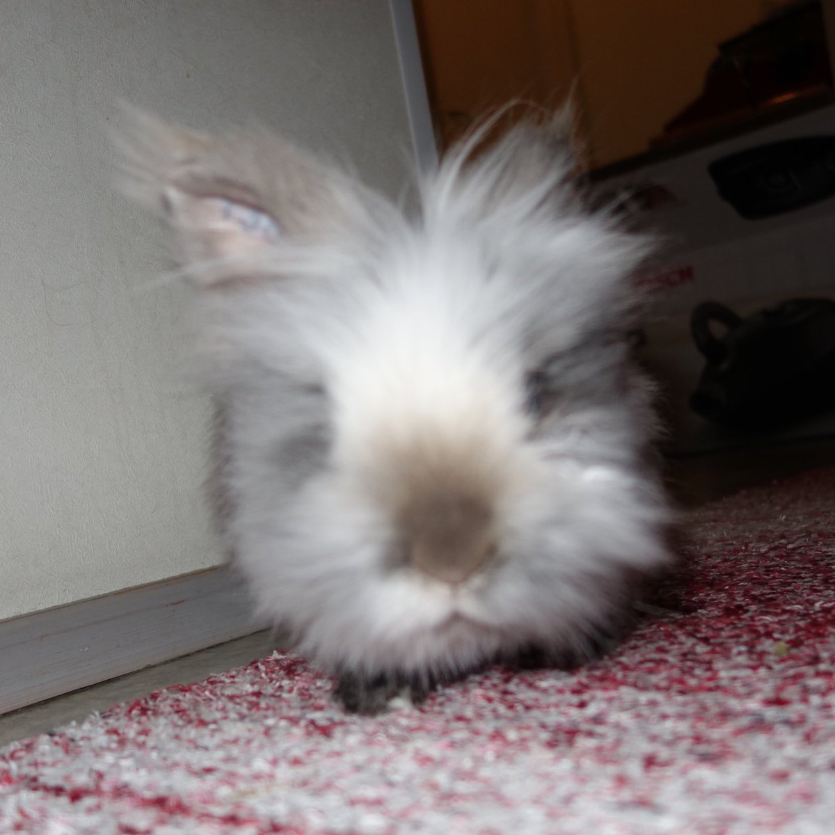 Kale the rabbit 🏳️‍🌈🏳️‍⚧️ tweet media