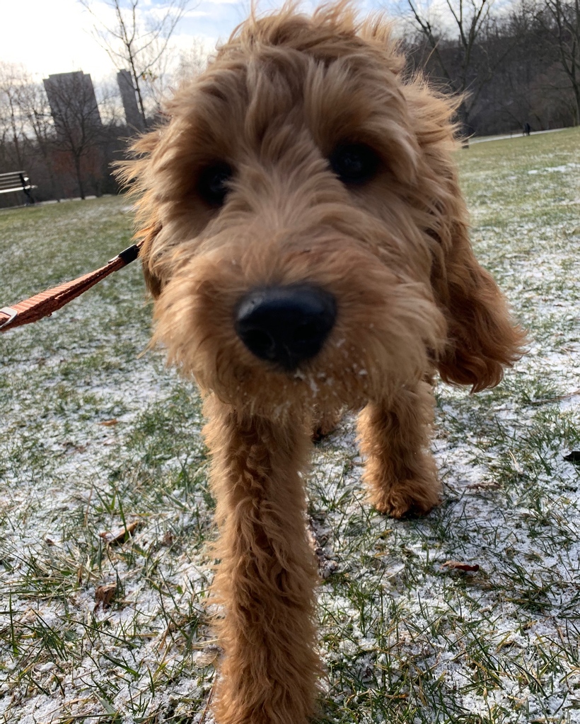 Teddy’s already melted our hearts ❤️❤️
#ThePack #PuppyLove #GoldenDoodle #GoldenDoodlePuppy #Cutie #DogWalker #DogPark #Boop #DoodleWorld #HappyPuppy