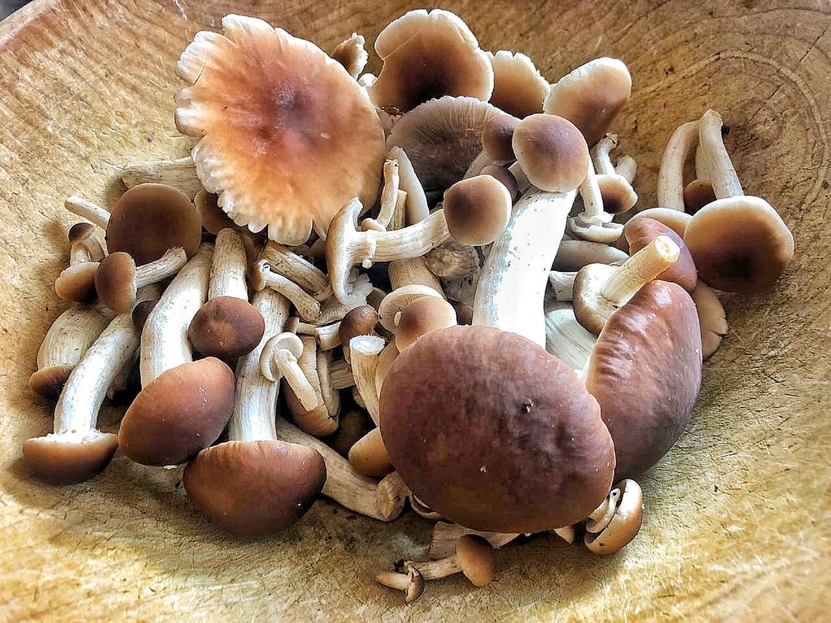 mercadobenitobj's tweet photo. Sabores deliciosos y naturales.
Mas de 250 productos directo del productor a tu puerta orgánicos, veganos o sustentables.
https://t.co/27HI7wtfRS
@LaRomaDF https://t.co/GWkzVYozro