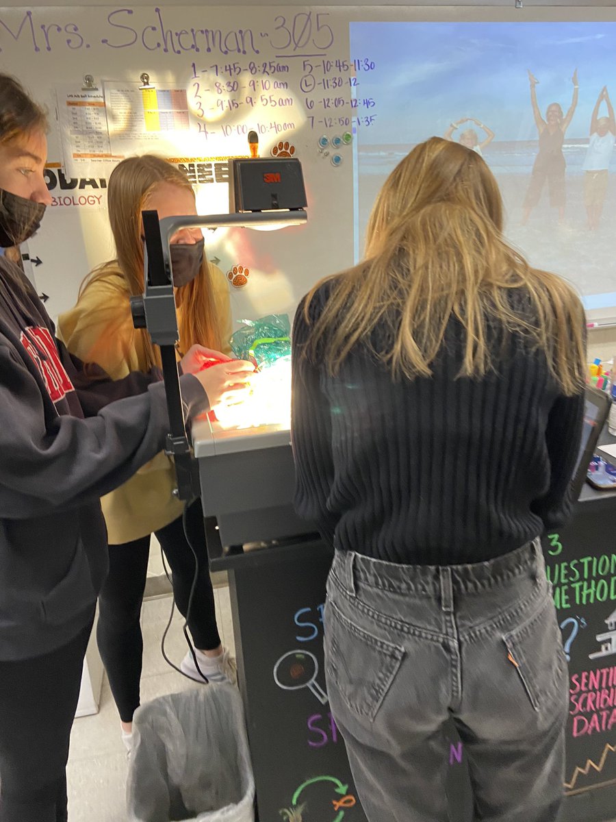 SchermsLHS's tweet photo. Leaf Disk Lab, cohort B were the hands & A & RL did the data collection on zoom. #LHSAPbio @LHSTigrInCharge https://t.co/LGUeLlIpwW