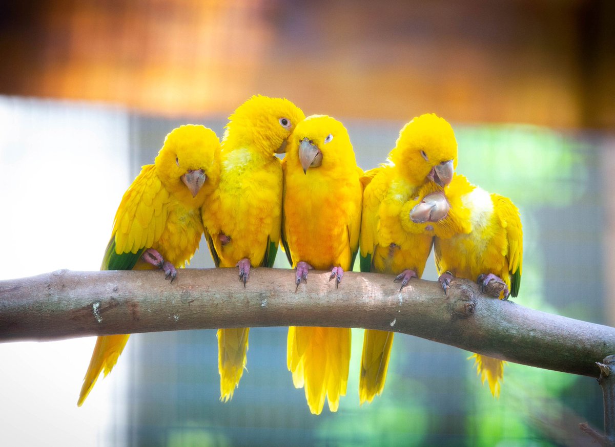 Highlights from the 2020 Photo Contest!

Magellanic penguin and beluga whale: Brenna Hernandez, <a href="/shedd_aquarium/">Shedd Aquarium</a>
Clouded leopard: David Suttinger, <a href="/houstonzoo/">Houston Zoo</a>
Golden conure: Matt Stamey, <a href="/SantaFeCollege/">Santa Fe College</a> Teaching Zoo

See all photo contest photos in Connect aza.org/connect