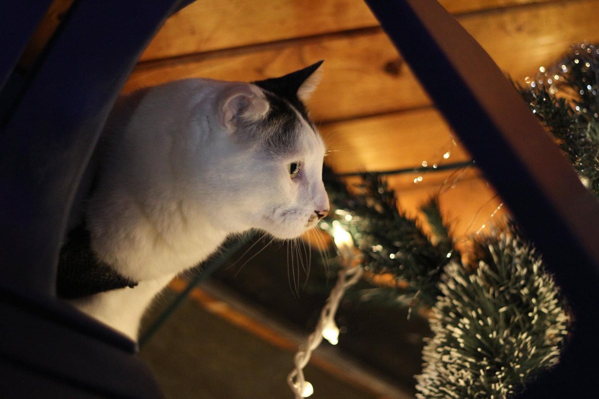KaitlynnNordal's tweet photo. 🎶 “It's beginning to look a lot like Christmas” 🎶 🐾 🎄🎁  #lifewithboys  #salemthecat #CatsOfTwitter #CatsOnTwitter #twittercat
#yyt #newfoundlandandlabrador #stjohnsnl #stjohnsnewfoundland #stjohns #stjohnsphotographer #yytphotog #catsofstjohns  #Christmas2020 https://t.co/wiJ3xJl7Qp