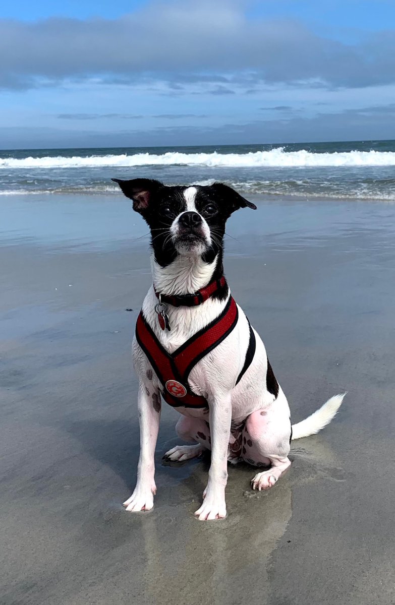 AlyssaMarucci's tweet photo. #Pupweiser this is Beans! https://t.co/MzfgMkk7W7