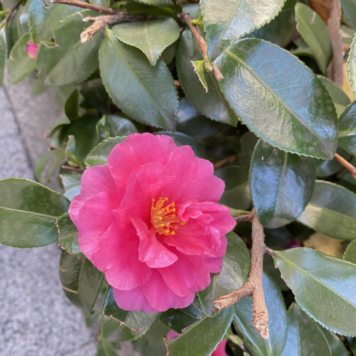 おはようございます☀
朝の冷え込んだ道の脇でとっても綺麗に咲いていました✨

一度通り過ぎたけど、思わず戻ってパシャリ📷
心がほっこりする朝でした🎵😊
#おは戦21218dk
#椿
#花のある暮らし