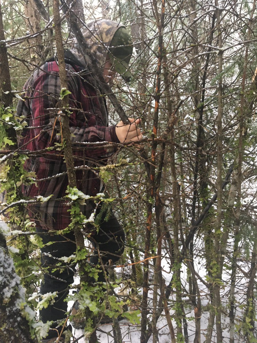 Dead Pine Collective tweet media