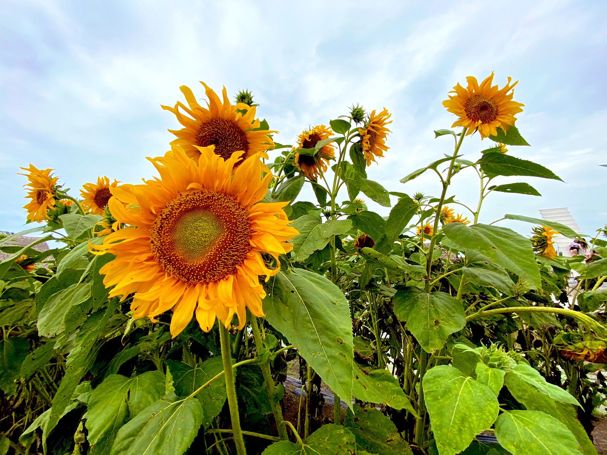 Taman bunga matahari perak