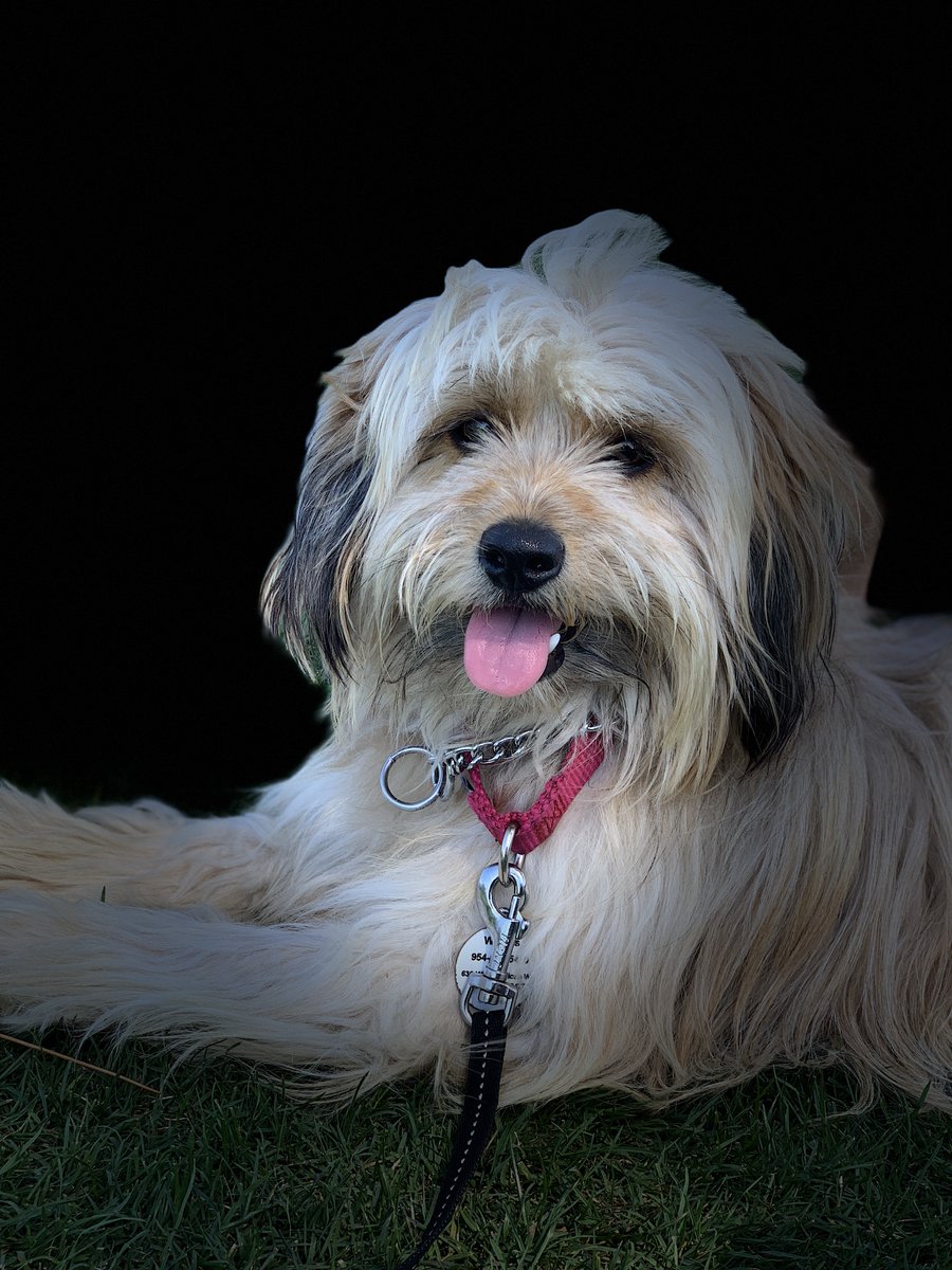 #Pupweiser Mr Gussie's handsome face would look great on a can of Budweiser