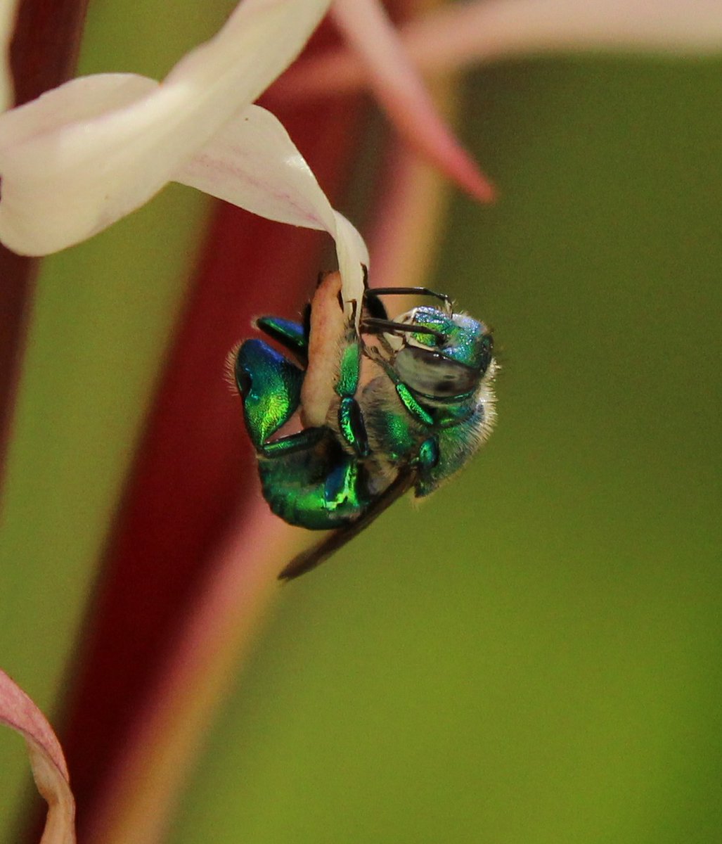 Roronoabril's tweet photo. Abeja de las orquídeas.
·
·
·
·
#greenbee #orchidbee #nature #naturaleza #bees https://t.co/pN0RJTsQcD