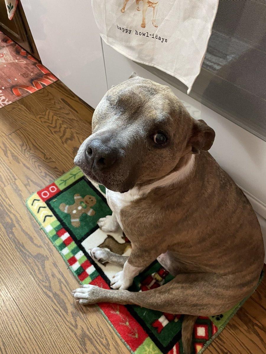 winfield0506's tweet photo. .@budweiserusa my name is Brad Pit, please do not give me that eye #Pupweiser #BradPit #Budweiser https://t.co/5qA9DrTGej