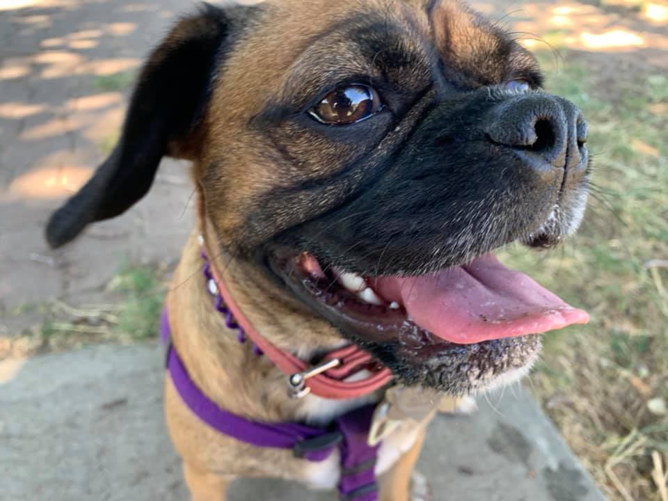 CdnNorseDogDad's tweet photo. #TYTLive
Watching 45 minutes behind. because I worked until 2:45pm PT and took my #Pupper Samantha for a walk because she deserves it.
@cenkuygur & @AnaKasparian
#MSM will never call out #GOP for ONE #SimpleReason.
#MSM's #Owners are #Republicans and they want #TaxCut too. https://t.co/lTAkt2ofvt