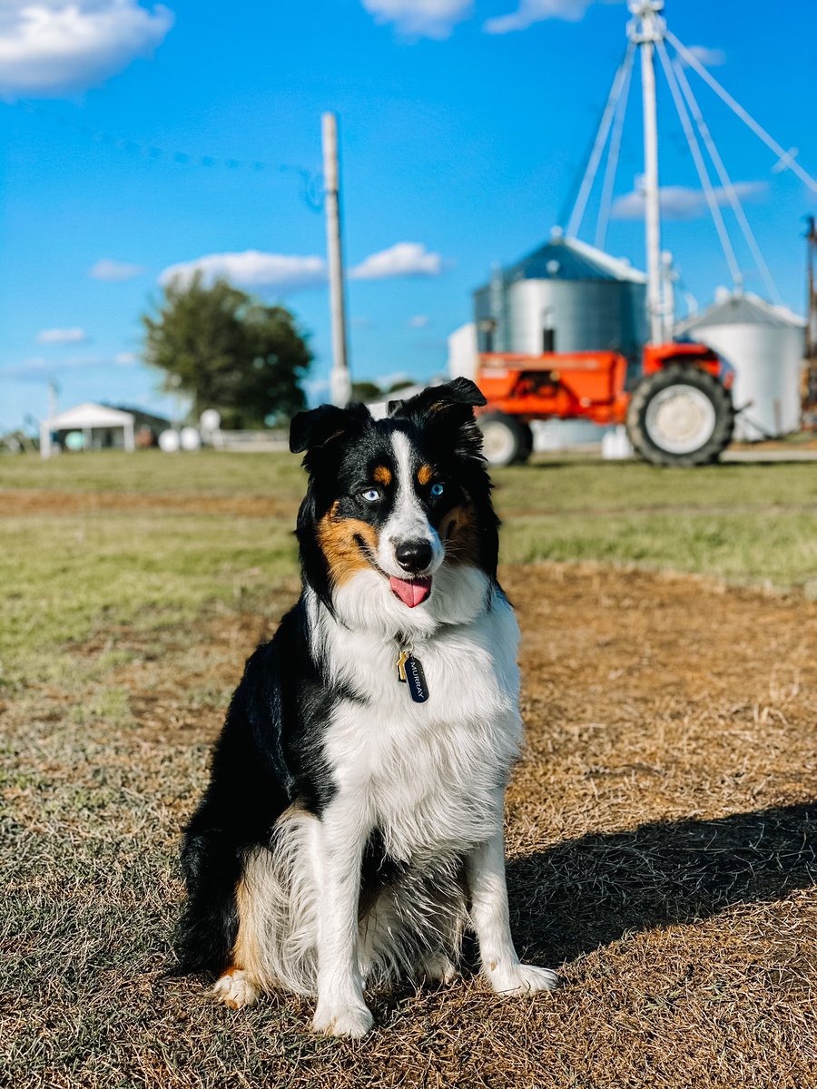 callmemeghann's tweet photo. @budweiserusa @dog_rates This is Murray! His dad would love a bud with this pup on it! https://t.co/RqBULdhEyD