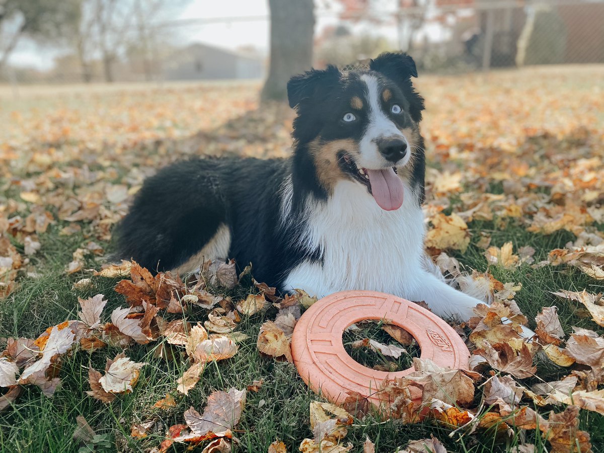 callmemeghann's tweet photo. @dog_rates @budweiserusa This is Murray! He thinks he’s look great as a bud pup!! https://t.co/Q8pmvJBpTi