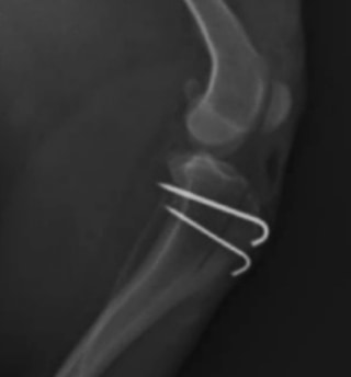 BOYCAN Veterinarios tweet media