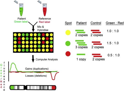 A microarray uses thousands (sometimes millions) of probes on a glass slide that are specific for regions of the genome. Fluorescently-labelled DNA is mixed with control, fragmented and hybridised with the slide. Losses and gains are detected through signal intensity.