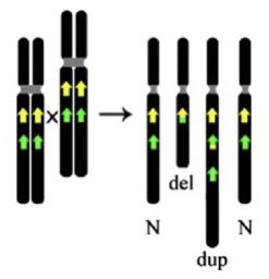 The 3Mb deletion is recurrent (occurs in unrelated individuals) because it is flanked by regions of repetitive DNA which cause misalignment during meiosis resulting in unequal crossing over. The technical term is Non-allelic Homologous Recombination (NAHR).