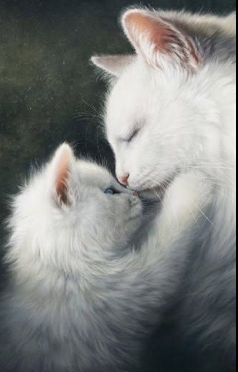 NewwieAsCat's tweet photo. https://t.co/ophEctWLXY