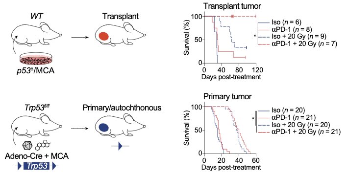 Most preclinical immunotherapy studies use transplant tumor models. We found that transplant sarcomas are cured by PD-1 blockade and radiotherapy, but the same treatment fails to cure the identical tumor model in the absence of transplantation (i.e. in primary tumors).
